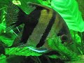 Gouramis and Angelfish in densely planted 36G fish tank Gouramis and Angelfish in densely planted 36G fish tank