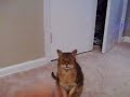 Amazing Cat Goalie