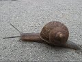Escargot