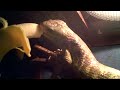 Monkey Tail Skink Eating Banana