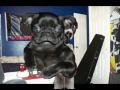 Pugs: Rocky and Lulu sing Video Killed the Radio Star Pugs: Rocky and Lulu sing Video Killed the Radio Star