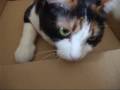 猫、お風呂の練習 - Cat enjoyed bathtub.(1)