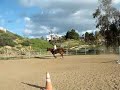 Bubba 17 YO TB gelding For Sale