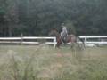 videos de Willow trot-canter
