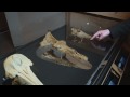 RDF TV - Show me the intermediate fossils! - Nebraska Vignettes #1 - Richard Dawkins