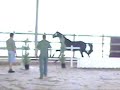 QUALITY, 3 YEARS OLD, FREE JUMPING, BY L'ARC DE TRIOMPHE AND MOTHER BY QUIDAM DE REVEL