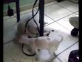 akita vs chihuahua