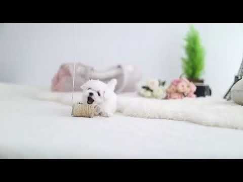 Petite Baby Lace Micro White Maltese