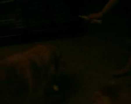 Doggie playing with ophthalmoscope
