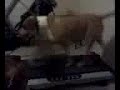 Cheeba on her treadmill Cheeba on her treadmill