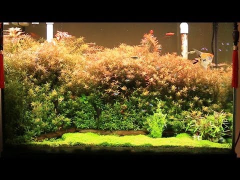 how to trim rotala