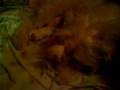 bebes de bichon maltes