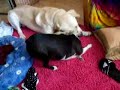 STOP YELLING AT MY DOGS.