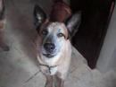 Five dog, an American Idol wannabe! Five dog, an American Idol wannabe!