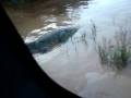 videos de Croc!