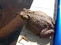 An ugly frog in Lapland