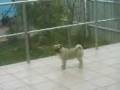 videos de Mopszt