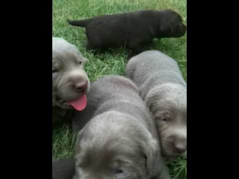 silver and chocolate labrador pups