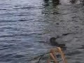 coypu 4 coypu 4