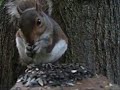 Squirrel Sunflower Seed Song - Set to Music, so Patience Squirrel Sunflower Seed Song - Set to Music, so Patience