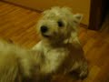 Bushido bw mother & daugher. West highland terrier. Bushido bw mother & daugher. West highland terrier.