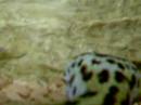 Bonus Feature Two: Minty's Suprise