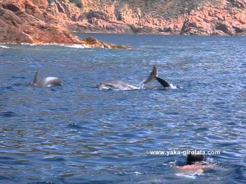 rencontre dauphin corse