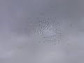 Sandhill Cranes Circling