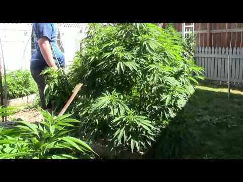 how to grow dank weed