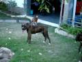 videos de Filhotes Boxer na Ilha de Itaparica
