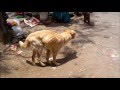 Veterinary Acupuncture - Integrated Approach - Dr.Prathmesh Deshmukh