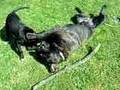 Bullmastiff video