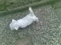 Maltezer