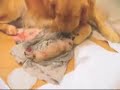 golden retriever giving birth - amazing !!!