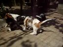 basset-hounds 3