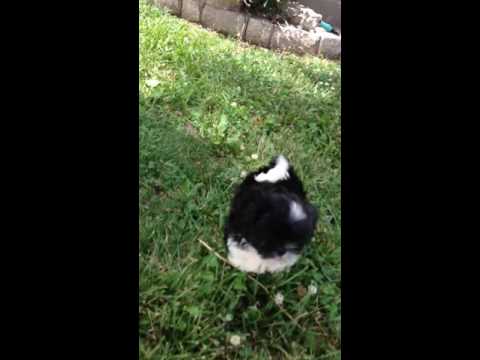Watch Miss Angelina play!!