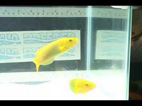 Pair of Lime Green Wrasse.MPG