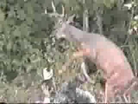 Deer Attacks Hunter