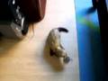 boulbi le furet