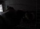 critters at play