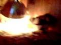 videos de CHICKENS