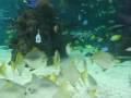 Fantastic Fish and Scary Sharks at The Deep