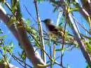 Mockingbird2 Mockingbird2