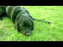 \"My Shadow and Thunder Short\" (2008) \"My Shadow and Thunder Short\" (2008)