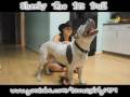 SMiLE! Sharky the Pit Bull Loves to get a Back Rub from aunt Kaire!