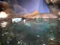 cute swimming otter at Georgia Aquarium