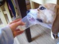 LONGEST DOG-TONGUE ON EARTH!
