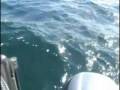 Amberjack Fishing Boca Grande Florida