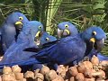 Hyacinth Macaws feeding in Brazil