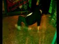 azwaw dance azwaw dance